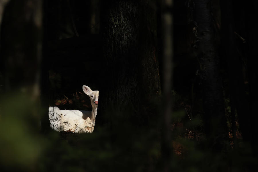 White Deer #46 Photograph by Brook Burling