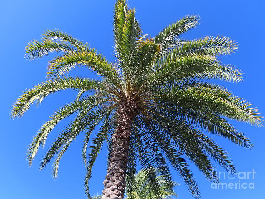 4609 - Palm Tree in Florida Photograph by Deborah Carpenter - Fine Art ...