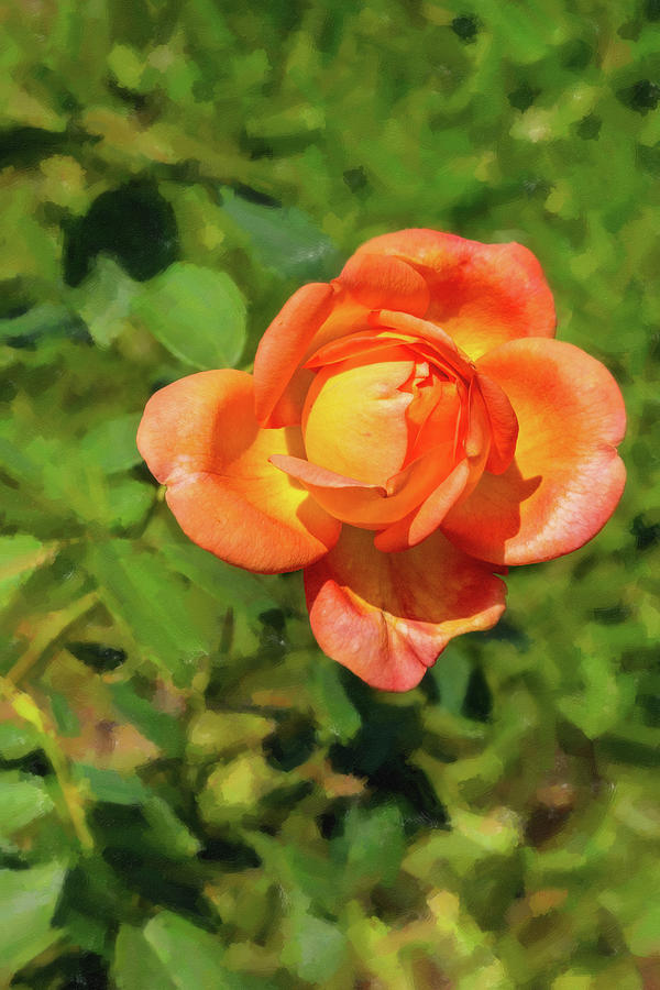 47 2024 2 Digital Painting Of Jubilee Celebration Rose Photograph By M   47 2024 2 Digital Painting Of Jubilee Celebration Rose M K Miller 