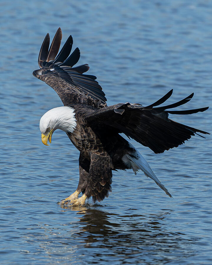 Bald Eagle #47 Photograph by Alan Moore Bald Eagle #47 Photograph by Alan Moore