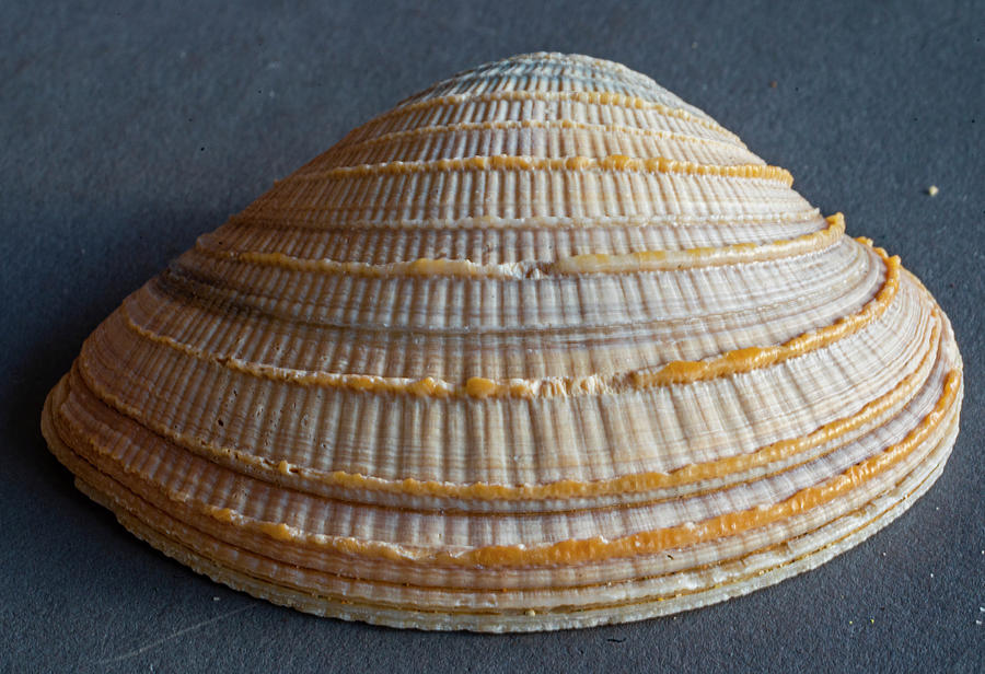 Sea Shells #47 Photograph by Tommy Farnsworth