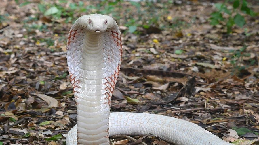 Cobra Serpent Wisdom Connection Vibration Energy For Native Human ...