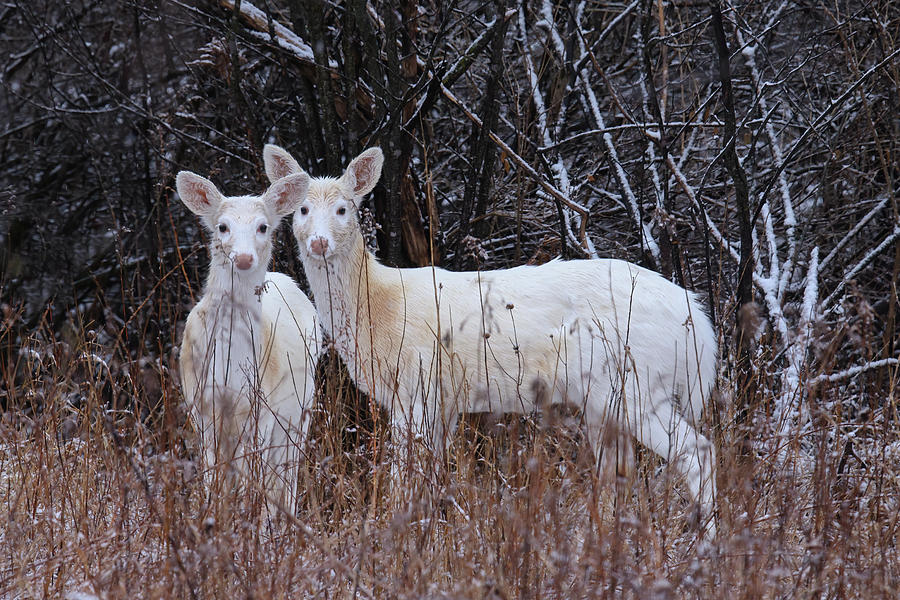White Deer #47 Photograph by Brook Burling