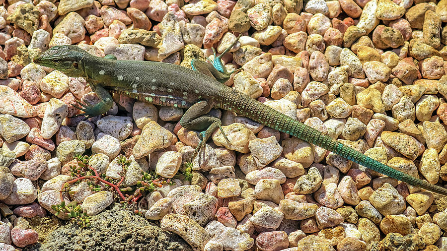 Curacao Dutch Antilles by Paul James Bannerman Curacao Dutch Antilles by Paul James Bannerman