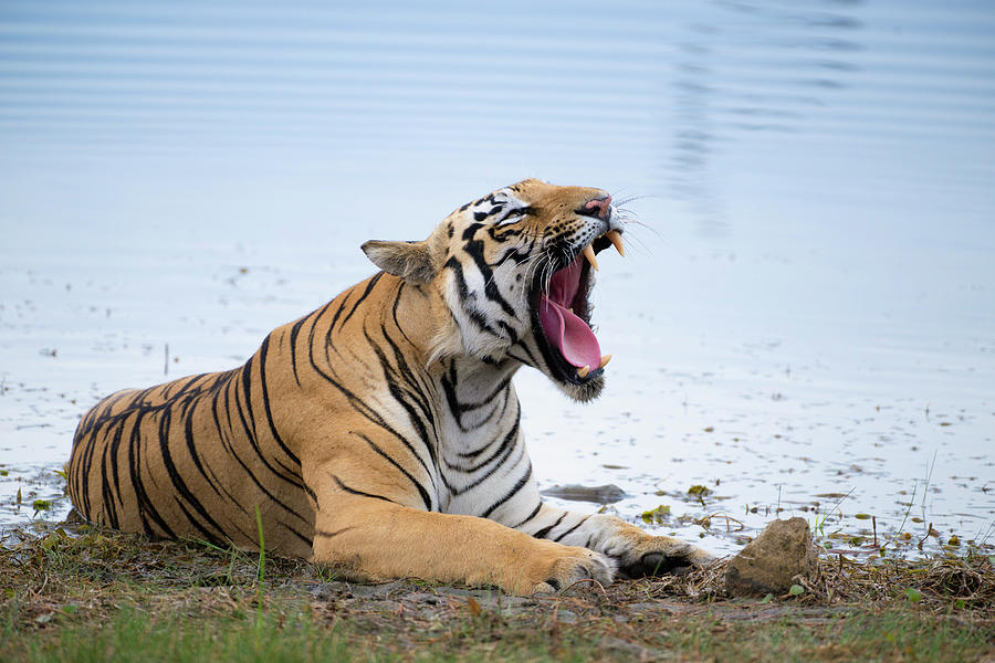 Tiger of Tadoba #48 Photograph by Kiran Joshi