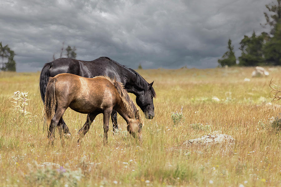 Wild Horses #48 Photograph by Laura Terriere