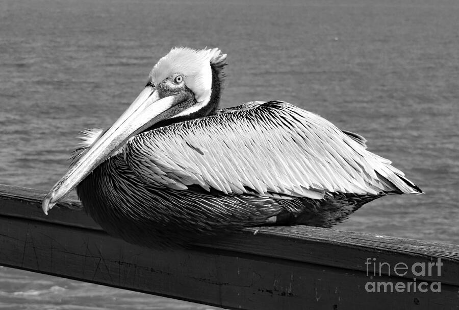 4804 - Pelican St Simons Island Georgia Photograph by Deborah Carpenter ...