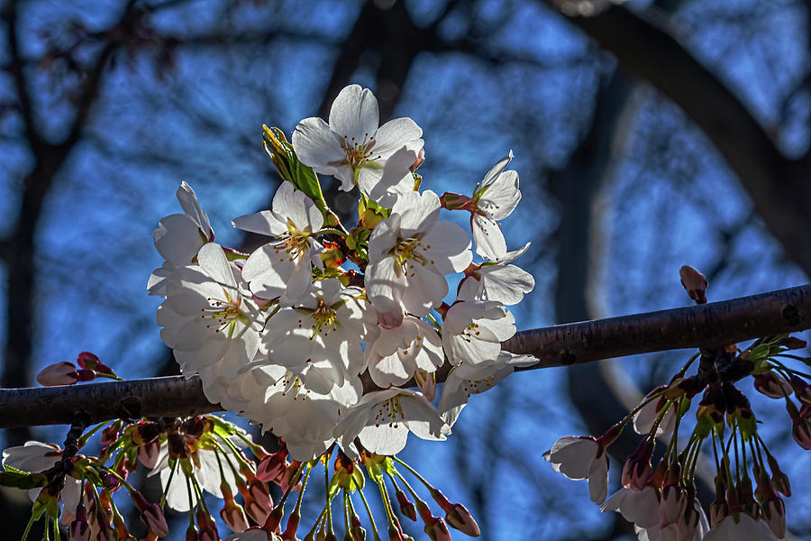 Cherry Blossoms #484 Photograph by Robert Ullmann