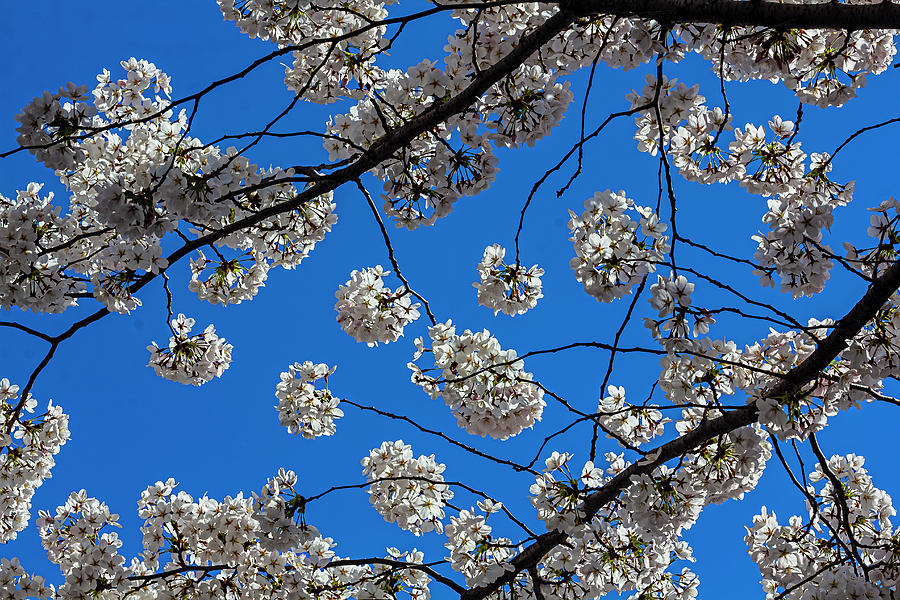 Cherry Blossoms #485 Photograph by Robert Ullmann