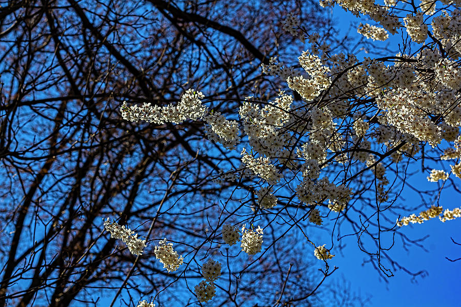 Cherry Blossoms #486 Photograph by Robert Ullmann