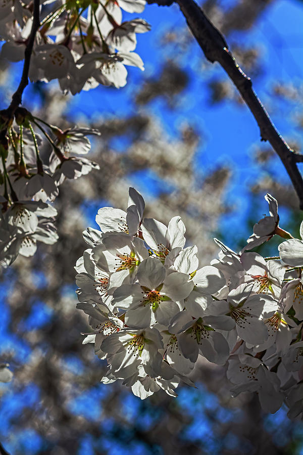 Cherry Blossoms #488 Photograph by Robert Ullmann