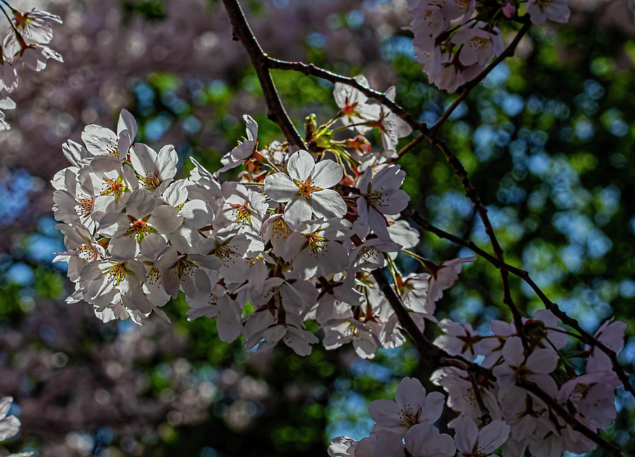 Cherry Blossoms #489 Photograph by Robert Ullmann