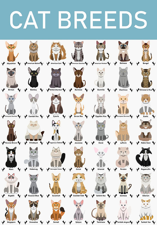 49 Different Breeds of Cats Vector Cartoon Art Painting by Edward ...