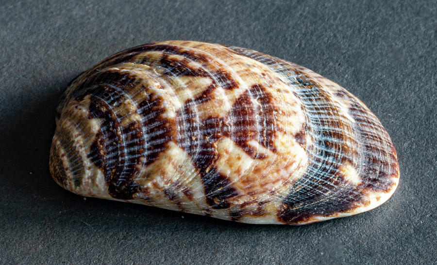 Sea Shells #49 Photograph by Tommy Farnsworth