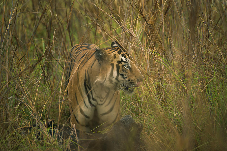 Tiger of Tadoba #49 Photograph by Kiran Joshi