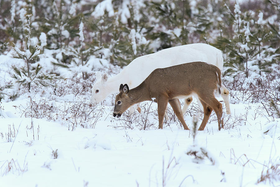 White Deer #49 Photograph by Brook Burling