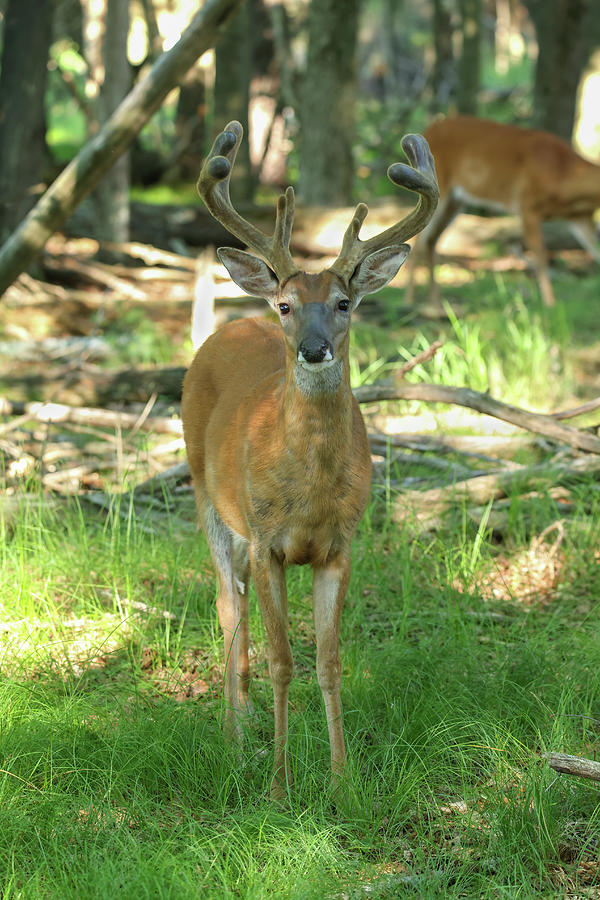 Whitetail Buck #49 Photograph by Brook Burling