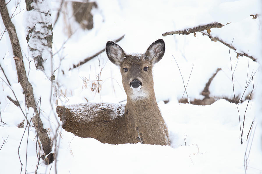 Whitetail Deer #49 Photograph by Brook Burling