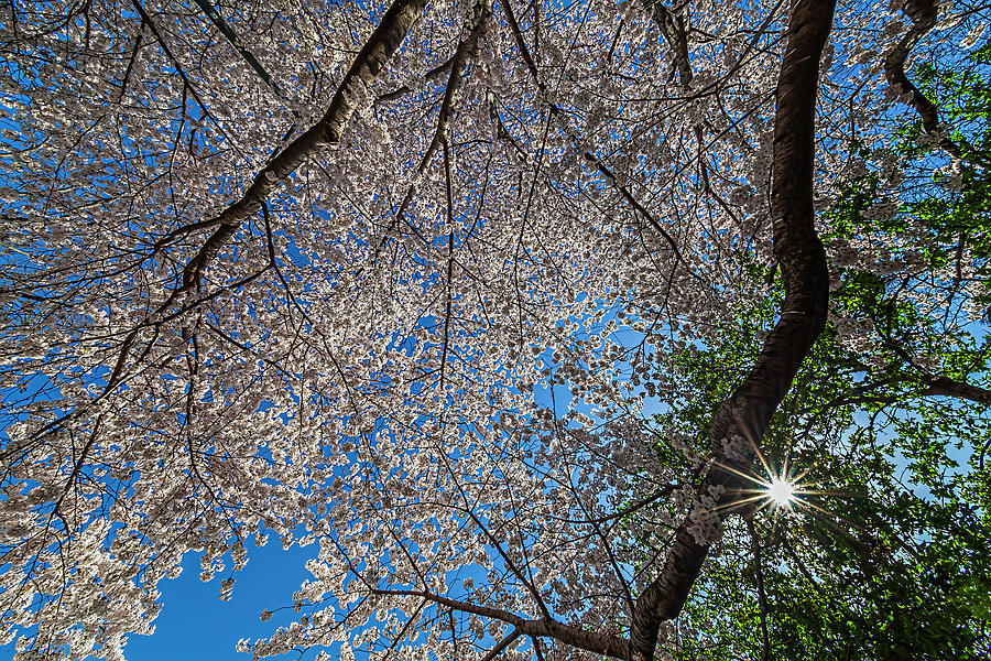Cherry Blossoms #491 Photograph by Robert Ullmann