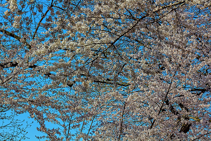 Cherry Blossoms #492 Photograph by Robert Ullmann