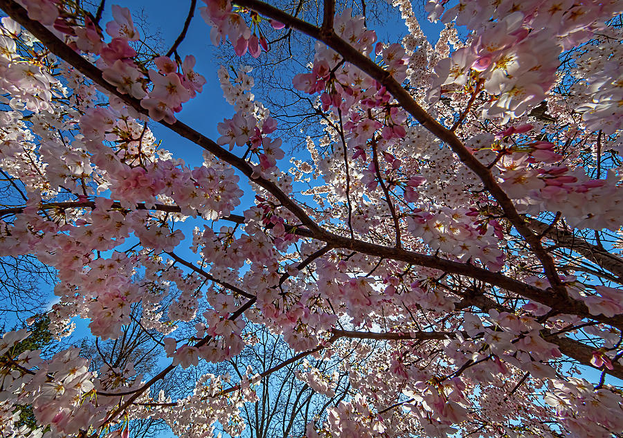 Cherry Blossoms #493 Photograph by Robert Ullmann