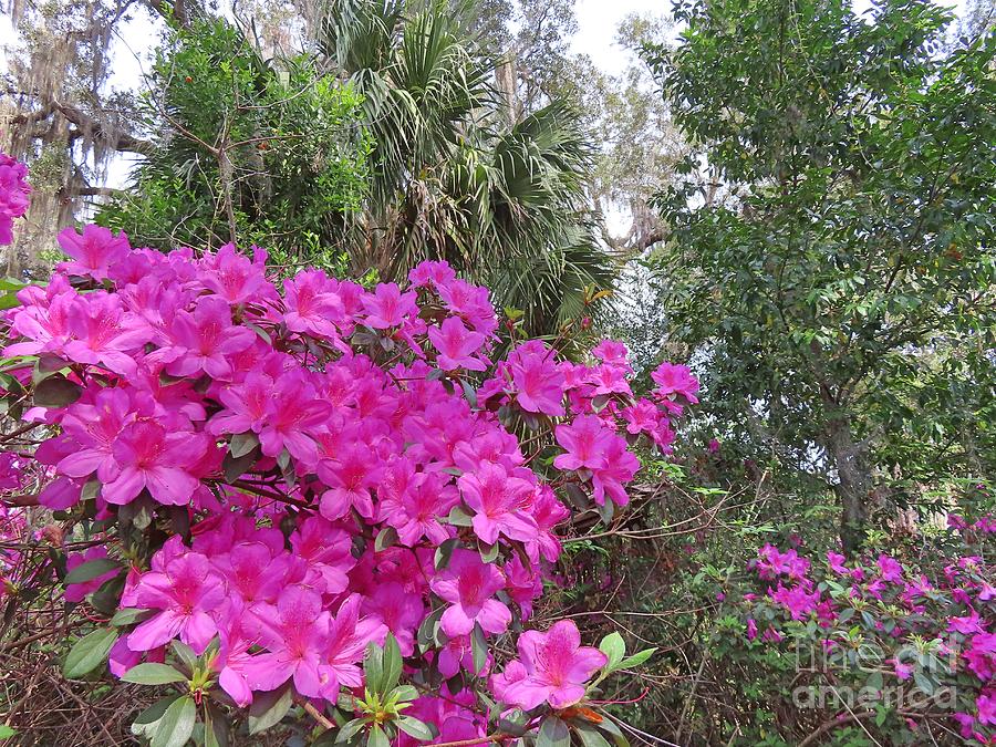 4932 Azaleas in Palatka Florida Photograph by Deborah Carpenter