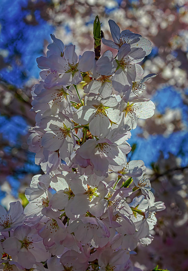 Cherry Blossoms #494 Photograph by Robert Ullmann