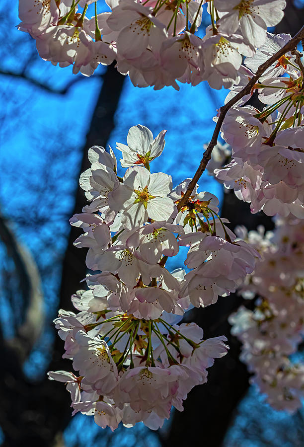 Cherry Blossoms #495 Photograph by Robert Ullmann
