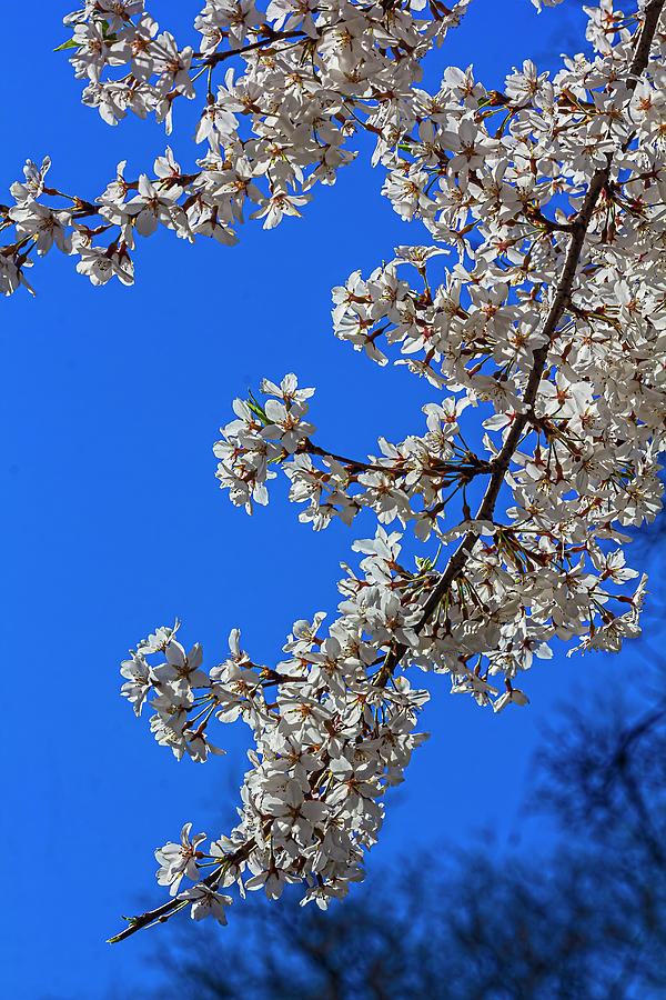 Cherry Blossoms #496 Photograph by Robert Ullmann