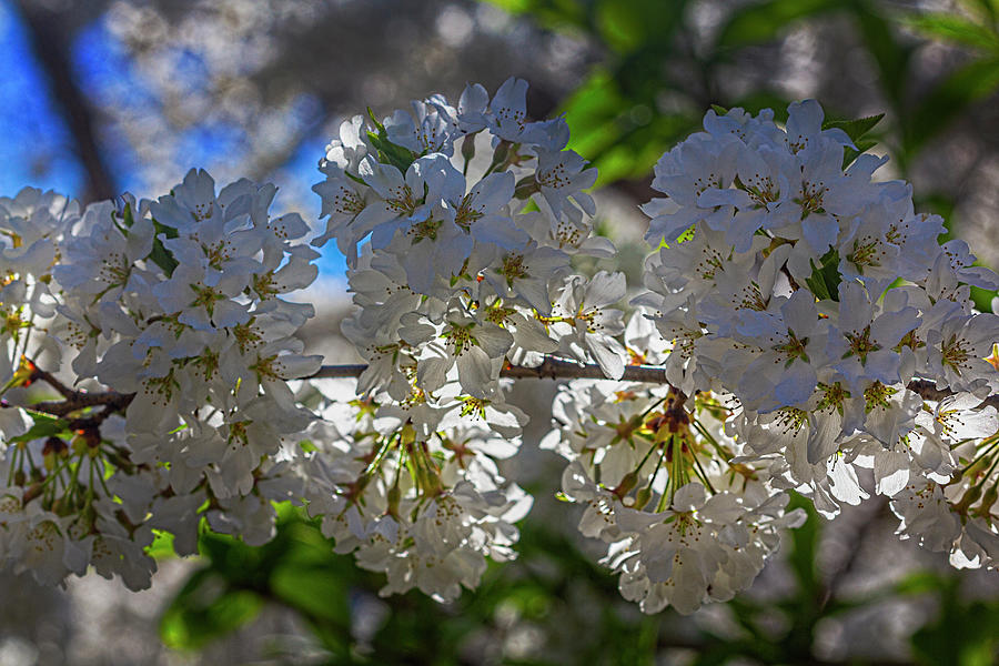 Cherry Blossoms #497 Photograph by Robert Ullmann