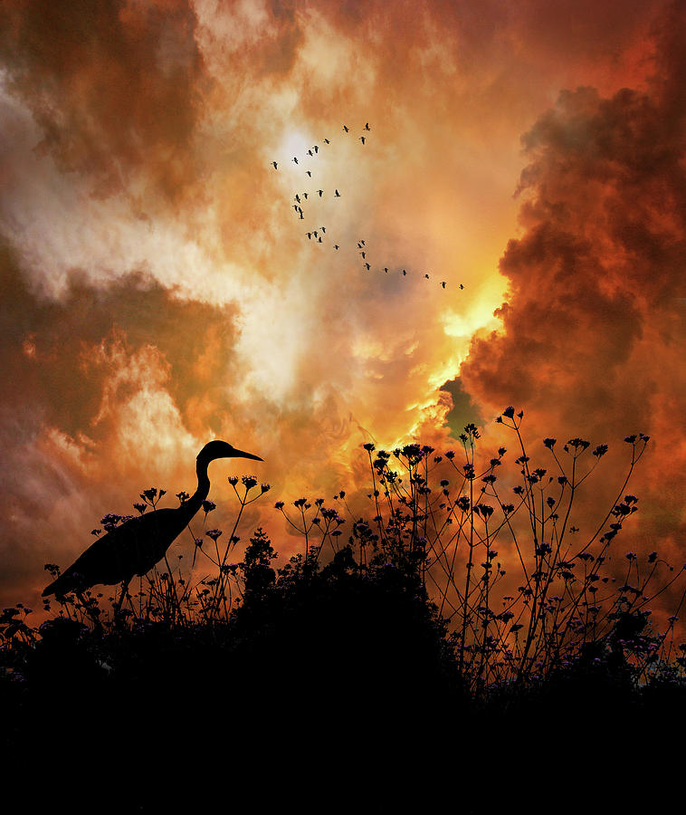 4971 Photograph by Peter Holme III