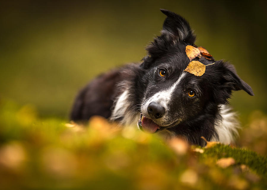 4k Black Border Collie autumn cute animals black dog pets bokeh border ...