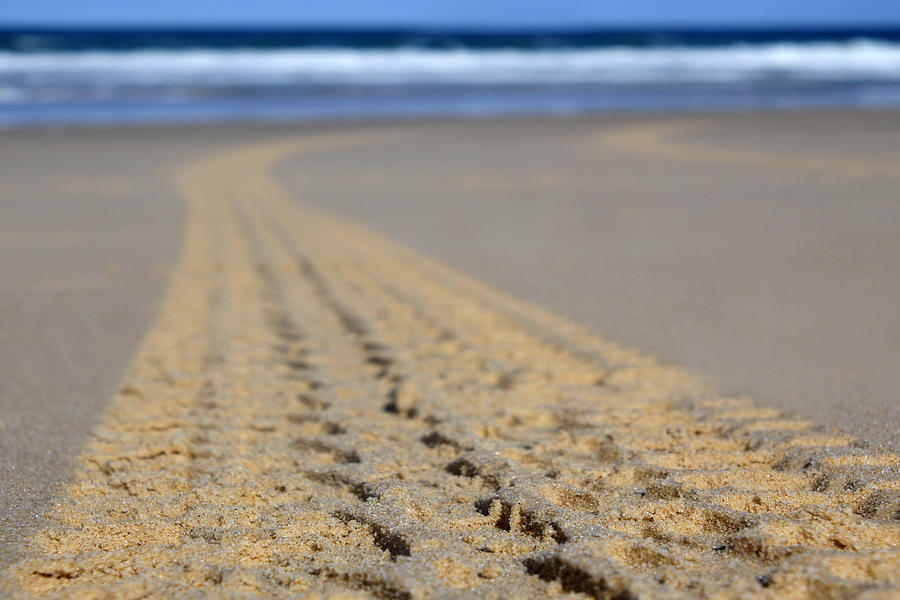4WD tracks on a beach Photograph by Rafael Ben-Ari