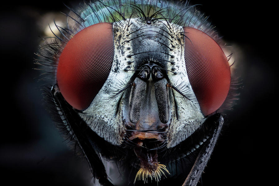 4X Bottle Fly Face Photograph by Robert Storost - Fine Art America