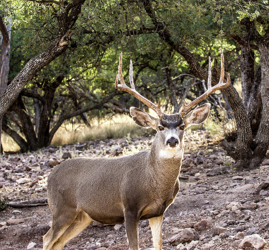 4X4 Mule Deer Buck 3 Photograph by Renny Spencer