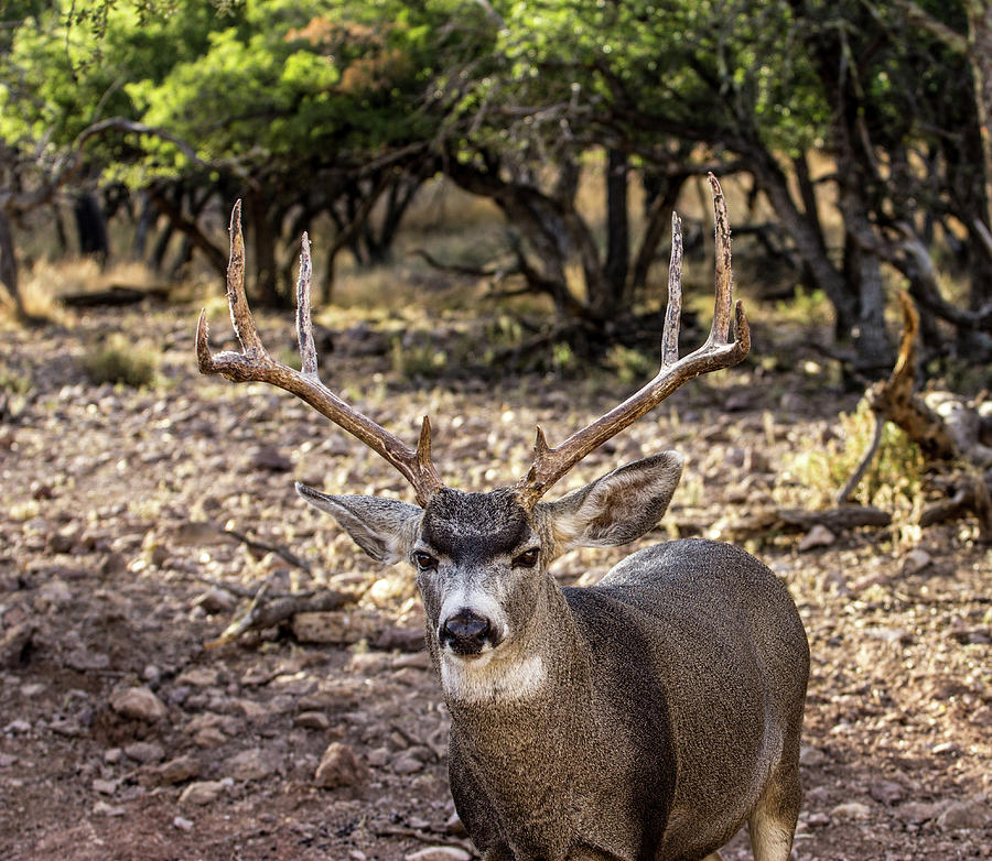 4X4 Mule Deer Buck 4 Photograph by Renny Spencer