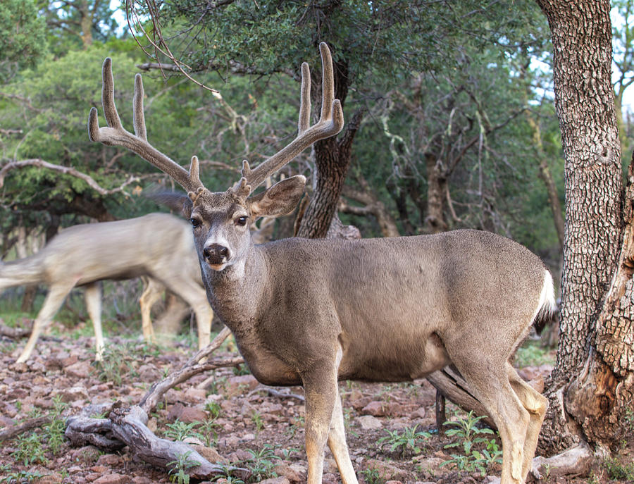4X4 Mule Deer Buck Photograph by Renny Spencer