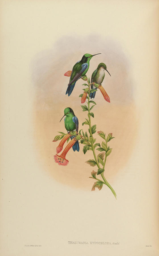 A monograph of the Trochilidae, or family of humming birds c1880  #5 Painting by MotionAge Designs