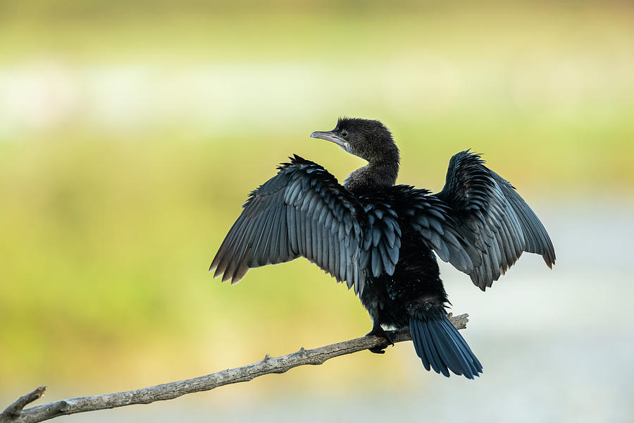 A Pygmy Cormorant Resting On A Small Branch Near The Water Photograph