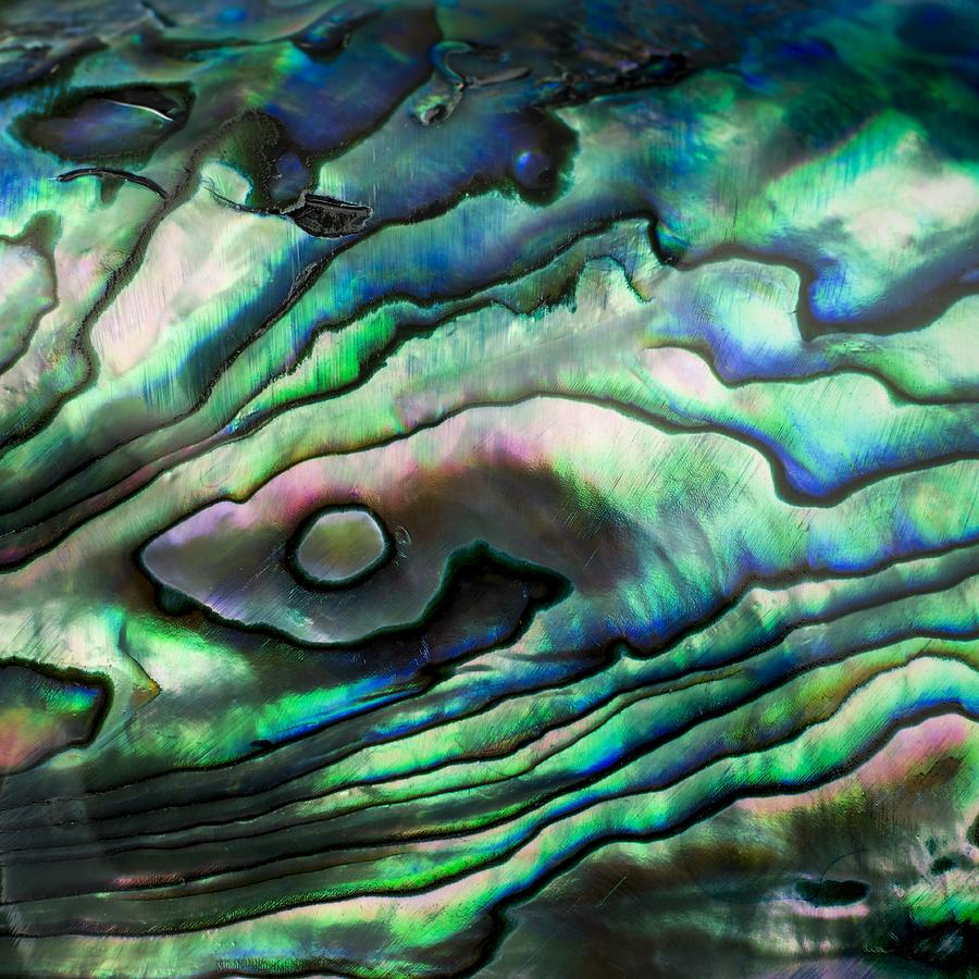 Abalone shell #5 Photograph by Science Photo Library