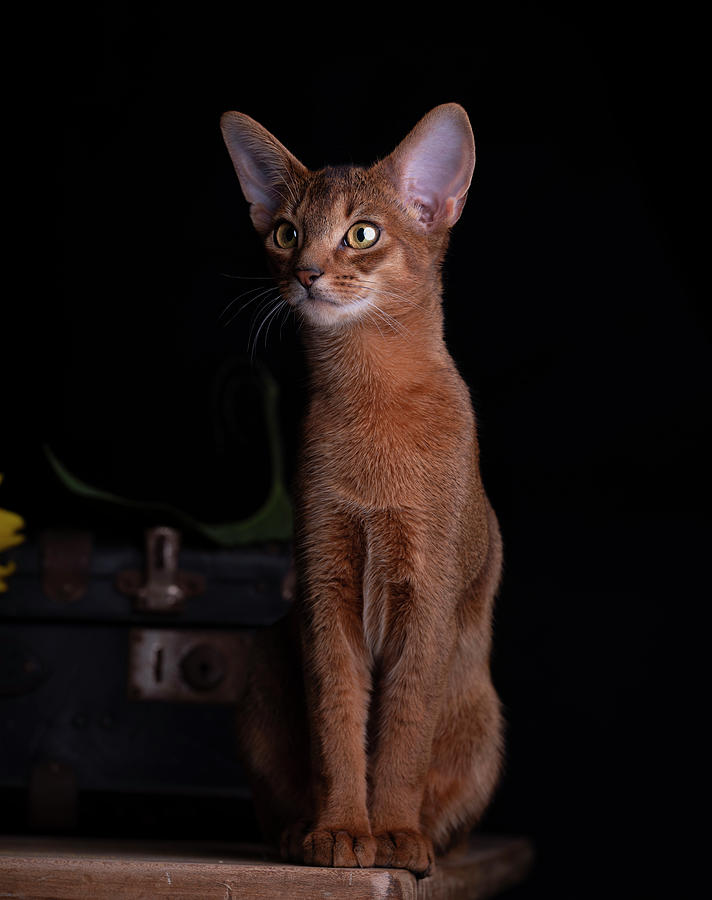 Cat Photograph - Abyssinian Kitten #5 by Nailia Schwarz