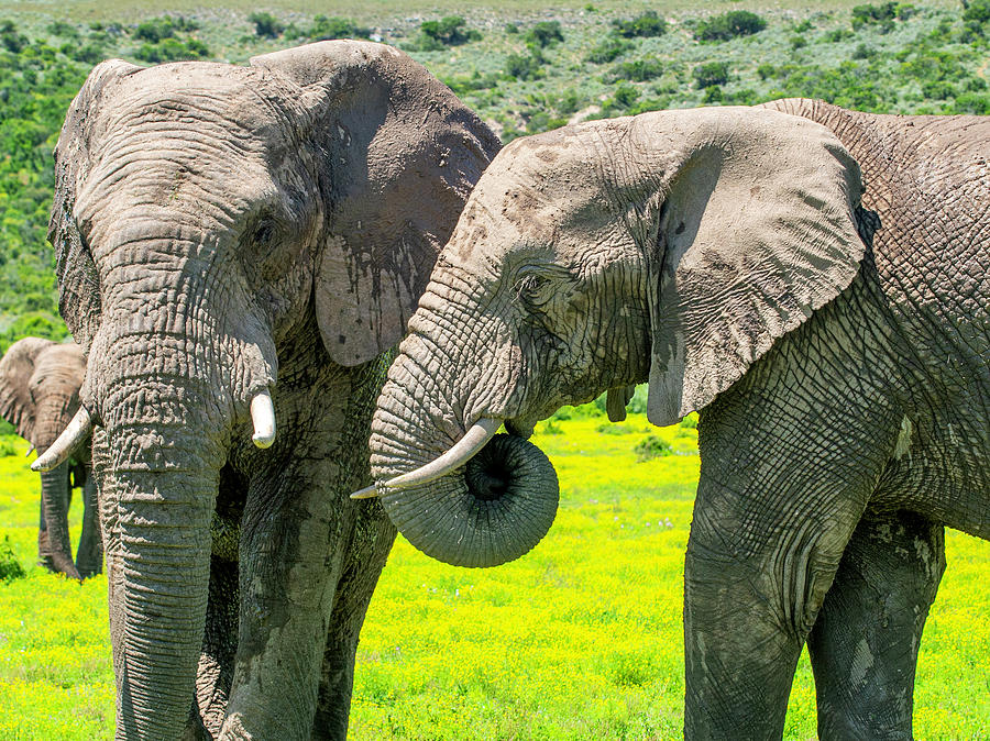 African Bush Elephant #5 Photograph by Matt Swinden