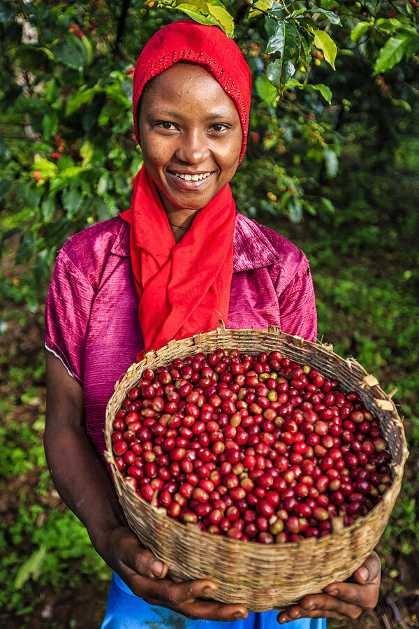 African woman holding basket full of coffee cherries, East Africa #5 Photograph by Bartosz Hadyniak
