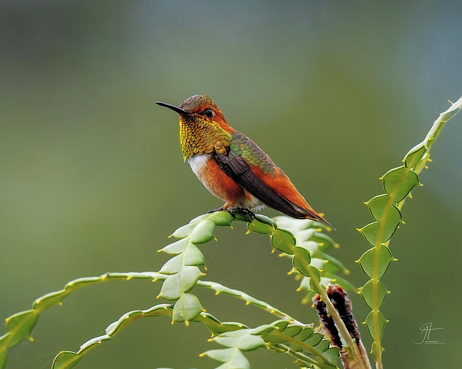 Wildlife Photograph - Allens Hummingbird 6 by Jim Thompson Wildlife Photograph - Allens Hummingbird 6 by Jim Thompson