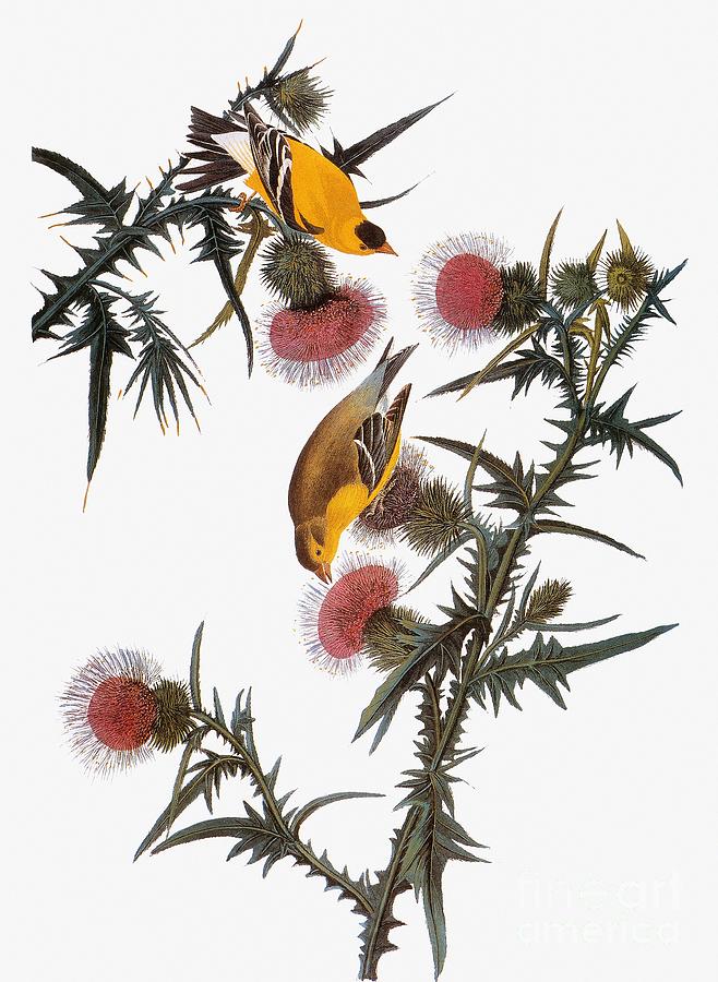 1838 Drawing - American Goldfinch #5 by John James Audubon