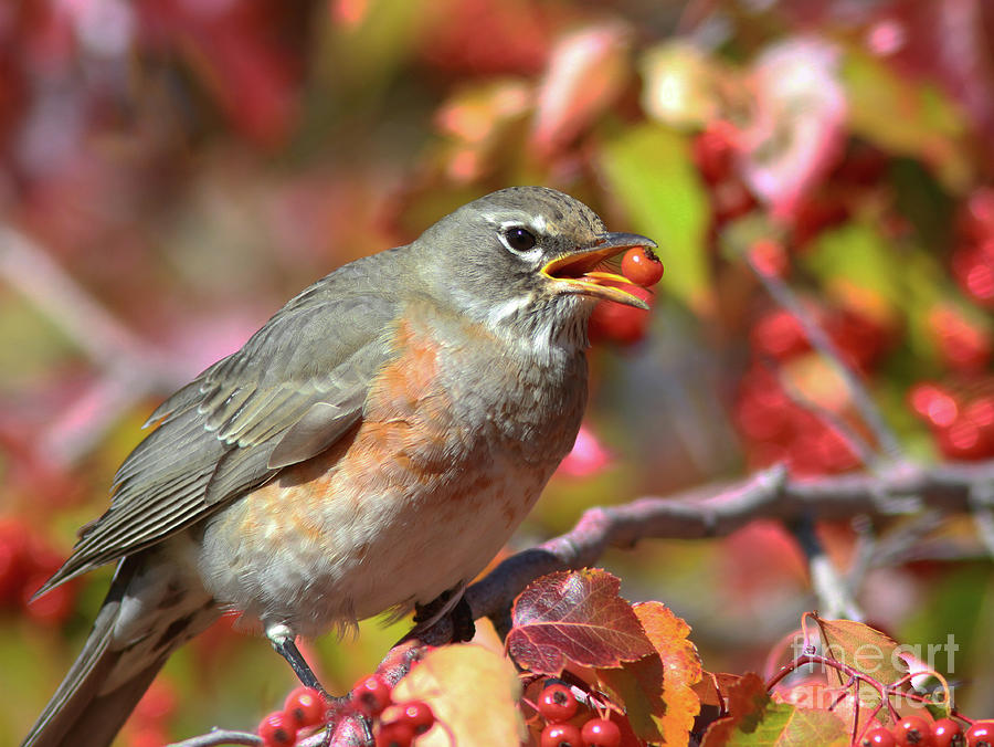 American Robin #5 Photograph by Gary Wing