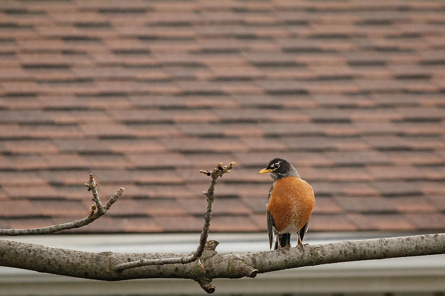 American Robin on a branch #5 Photograph by SAURAVphoto Online Store