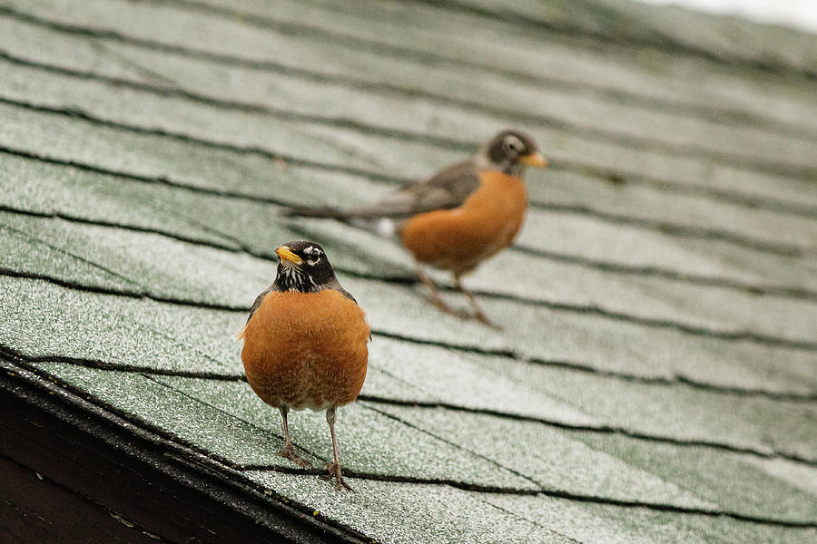 American Robins on the roof #5 Photograph by SAURAVphoto Online Store