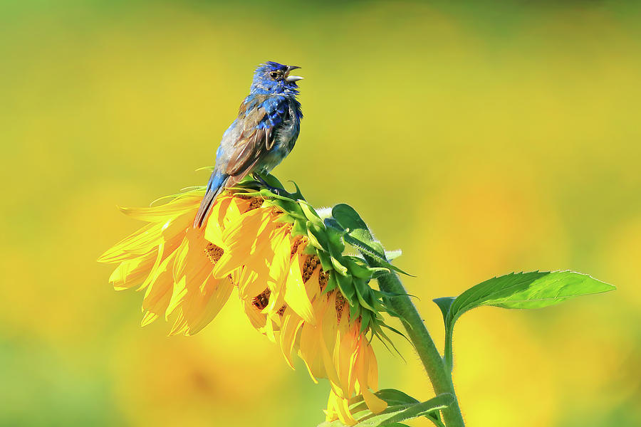 An Indigo Bunting Perched on a Sunflower #5 Photograph by Shixing Wen