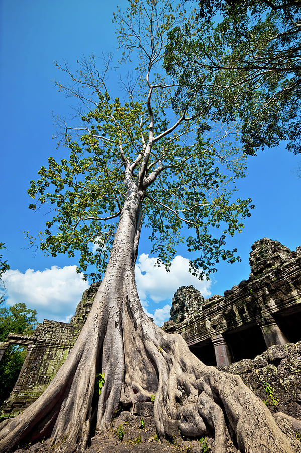 Angkor wat, Cambodia  #5 Photograph by Lie Yim